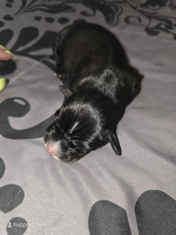 Panther – American Pit Bull Terrier, Miniature Dachshund puppy for sale in Scottsbluff, NE