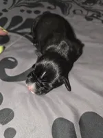 Panther, a male American Pit Bull Terrier and Miniature Dachshund for sale in Scottsbluff, NE – Photo 1 of 3