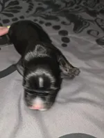 Panther, a male American Pit Bull Terrier and Miniature Dachshund for sale in Scottsbluff, NE – Photo 3 of 3