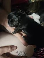 Panther, a male American Pit Bull Terrier and Miniature Dachshund for sale in Scottsbluff, NE – Photo 2 of 3