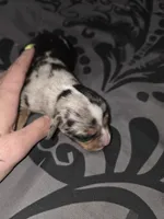 Bubbles, a female American Pit Bull Terrier and Miniature Dachshund for sale in Scottsbluff, NE – Photo 2 of 2