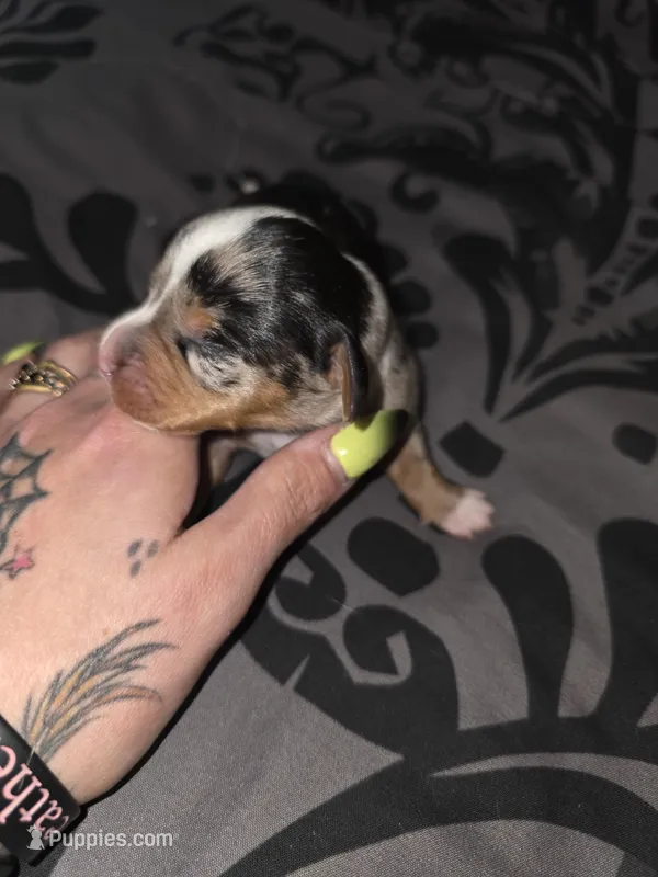 Bubbles – American Pit Bull Terrier, Miniature Dachshund puppy for sale in Scottsbluff, NE