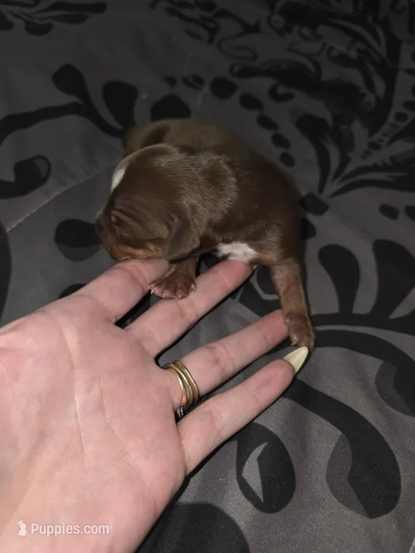 Browny – American Pit Bull Terrier, Miniature Dachshund puppy for sale in Scottsbluff, NE