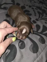Browny, a male American Pit Bull Terrier and Miniature Dachshund for sale in Scottsbluff, NE – Photo 2 of 2
