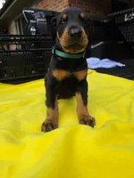 Green collar , a male Doberman Pinscher for sale in Saraland, AL – 2 of 7