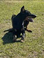 Pink collar , a female Doberman Pinscher for sale in Saraland, AL – 6 of 10