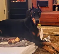 Blue Collar, a male Doberman Pinscher for sale in Saraland, AL – 3 of 10