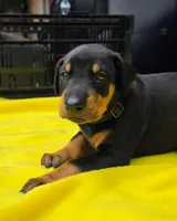 Black Collar, a male Doberman Pinscher for sale in Saraland, AL – 2 of 10