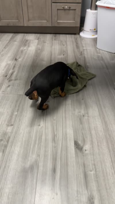 Blue Collar, a male Doberman Pinscher for sale in Saraland, AL – 10 of 10