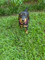 Red collar , a female Doberman Pinscher for sale in Saraland, AL – 9 of 9