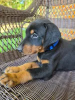 Blue Collar, a male Doberman Pinscher for sale in Saraland, AL – 2 of 10