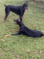 Tan collar, a male Doberman Pinscher for sale in Saraland, AL – 4 of 10