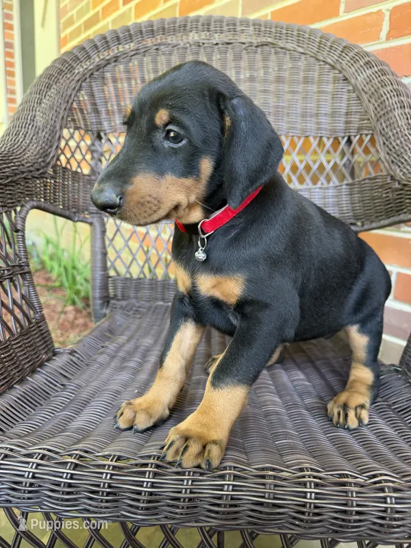 Red collar  – Doberman Pinscher puppy for sale in Saraland, AL