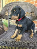 Red collar , a female Doberman Pinscher for sale in Saraland, AL – 1 of 9