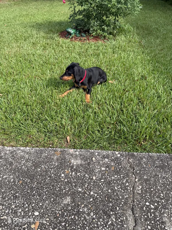 Red collar  – Doberman Pinscher puppy for sale in Saraland, AL