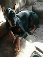 Tan collar, a male Doberman Pinscher for sale in Saraland, AL – 6 of 10