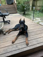 Tan collar, a male Doberman Pinscher for sale in Saraland, AL – 8 of 10