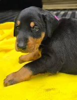 Pink collar , a female Doberman Pinscher for sale in Saraland, AL – 2 of 10