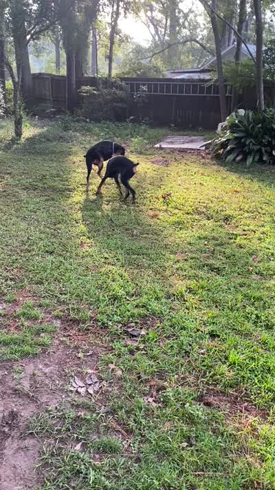 Tan collar, a male Doberman Pinscher for sale in Saraland, AL – 10 of 10