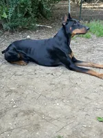 Blue Collar, a male Doberman Pinscher for sale in Saraland, AL – 4 of 10