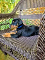 Blue Collar, a male Doberman Pinscher for sale in Saraland, AL – 1 of 10