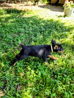 Tan collar, a male Doberman Pinscher for sale in Saraland, AL – 2 of 10