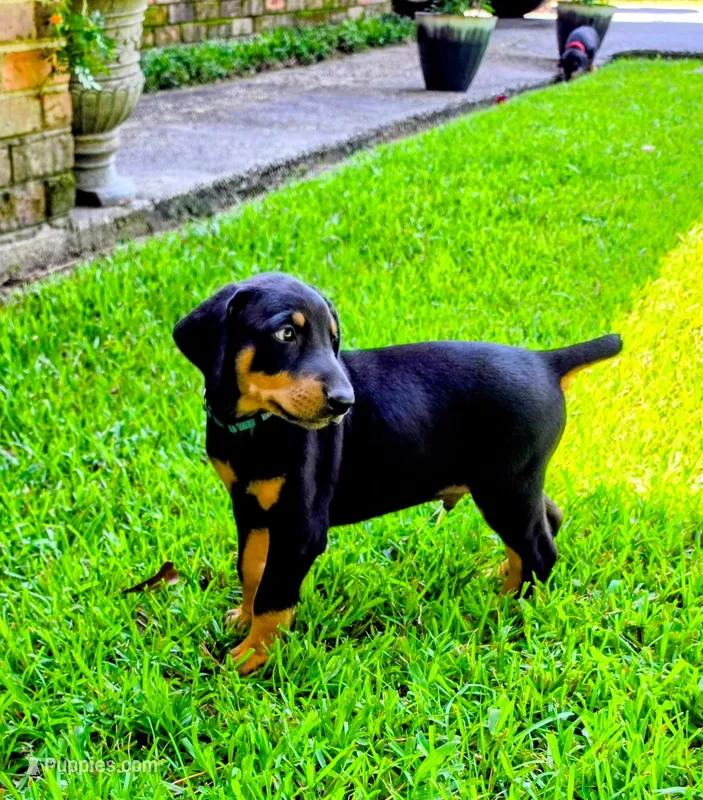 Green collar  – Doberman Pinscher puppy for sale in Saraland, AL