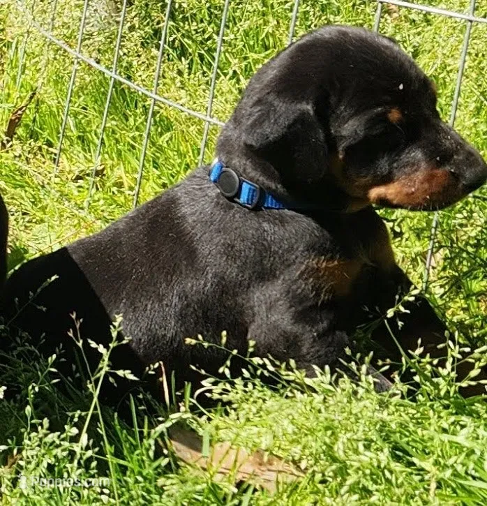 Blue Collar – Doberman Pinscher puppy for sale in Saraland, AL
