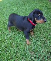 Red collar , a female Doberman Pinscher for sale in Saraland, AL – 4 of 9
