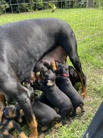 Blue Collar, a male Doberman Pinscher for sale in Saraland, AL – 7 of 10
