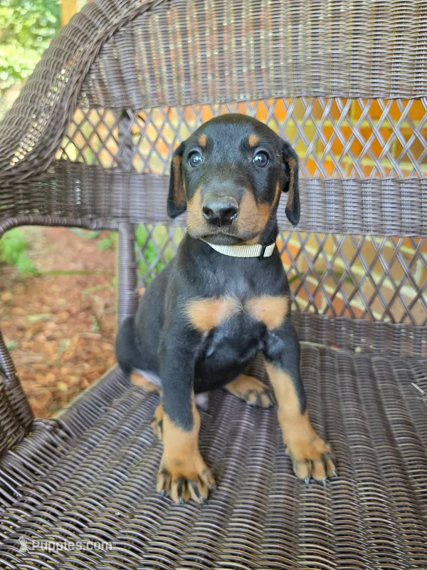 Tan collar – Doberman Pinscher puppy for sale in Saraland, AL