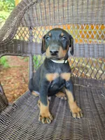 Tan collar, a male Doberman Pinscher for sale in Saraland, AL – 1 of 10