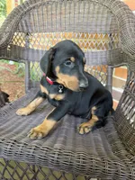 Red collar , a female Doberman Pinscher for sale in Saraland, AL – 3 of 9