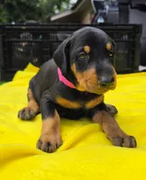 Pink collar , a female Doberman Pinscher for sale in Saraland, AL – 8 of 10