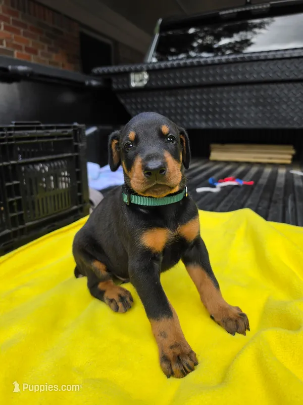 Green collar  – Doberman Pinscher puppy for sale in Saraland, AL