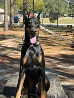 Green collar , a male Doberman Pinscher for sale in Saraland, AL – 6 of 7