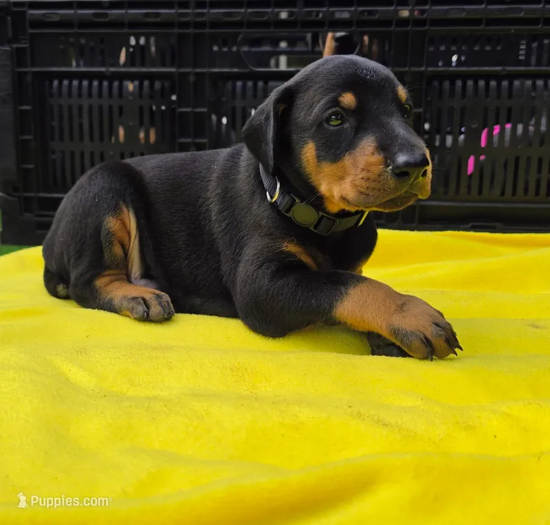 Black Collar – Doberman Pinscher puppy for sale in Saraland, AL