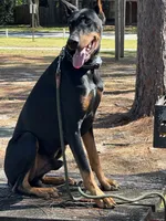 Pink collar , a female Doberman Pinscher for sale in Saraland, AL – 5 of 10