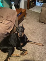 Pink collar , a female Doberman Pinscher for sale in Saraland, AL – 10 of 10