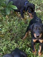 Blue Collar, a male Doberman Pinscher for sale in Saraland, AL – 5 of 10