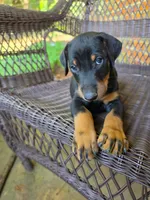 Tan collar, a male Doberman Pinscher for sale in Saraland, AL – 3 of 10