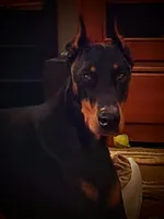 Pink collar , a female Doberman Pinscher for sale in Saraland, AL – 7 of 10