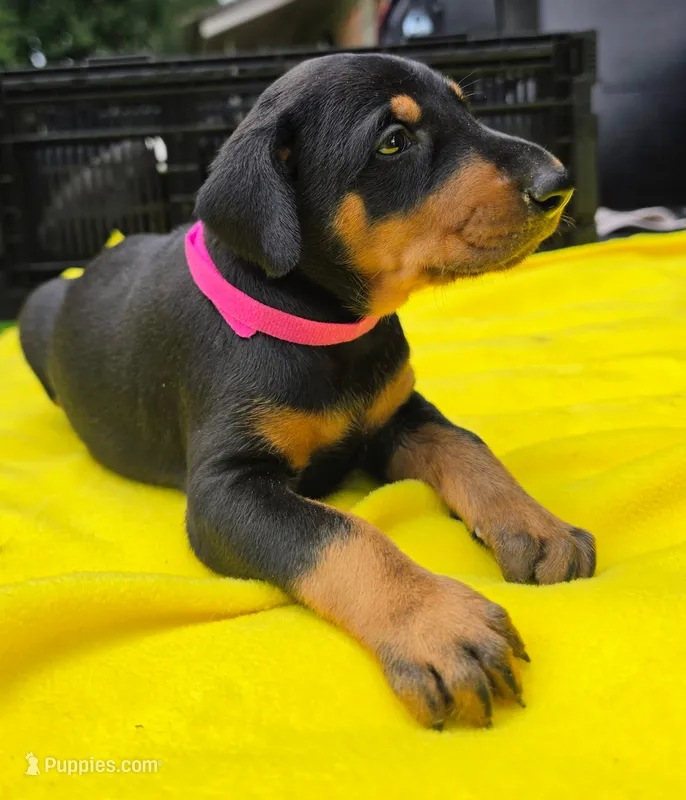 Pink collar  – Doberman Pinscher puppy for sale in Saraland, AL
