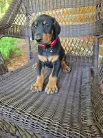 Red collar , a female Doberman Pinscher for sale in Saraland, AL – 2 of 9