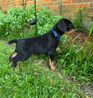Blue Collar, a male Doberman Pinscher for sale in Saraland, AL – 3 of 10