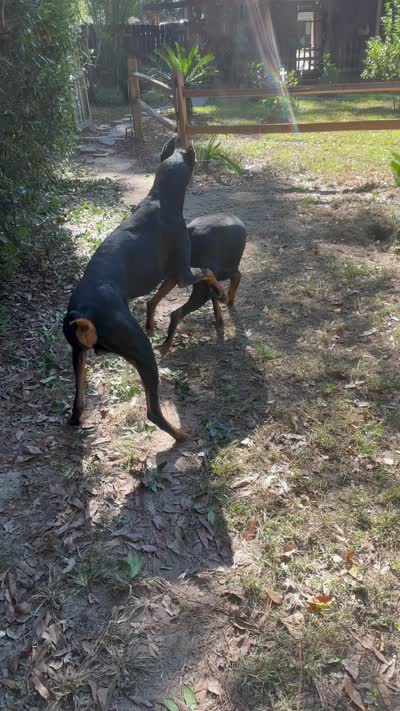 Blue Collar, a male Doberman Pinscher for sale in Saraland, AL – 10 of 10