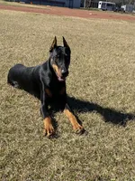Tan collar, a male Doberman Pinscher for sale in Saraland, AL – 5 of 10