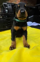 Green collar , a male Doberman Pinscher for sale in Saraland, AL – 7 of 7