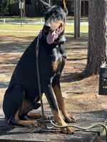 Blue Collar, a male Doberman Pinscher for sale in Saraland, AL – 6 of 10