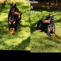 Green collar , a male Doberman Pinscher for sale in Saraland, AL – 3 of 7